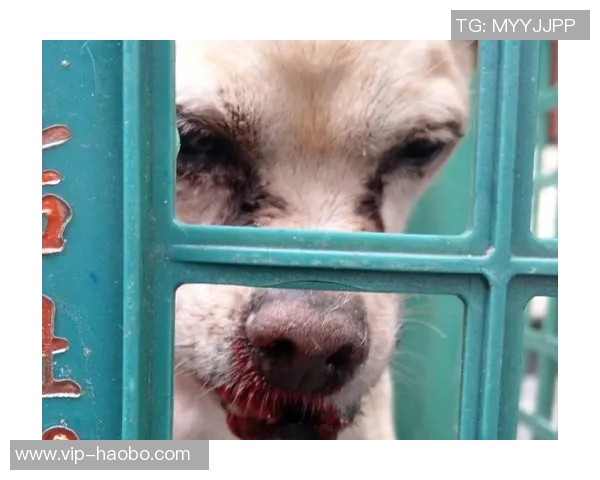 奥孔武遭遇重创两颗牙被肘击掉满嘴鲜血令人心痛不已